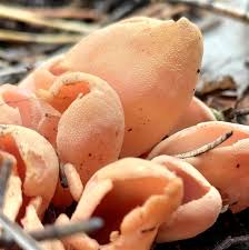 Attēlu rezultāti vaicājumam “Otidea onotica”