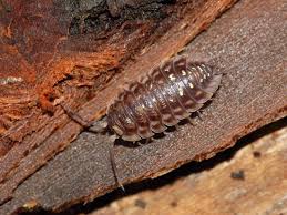 Attēlu rezultāti vaicājumam “Oniscus asellus”