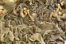 Attēlu rezultāti vaicājumam “Leptogium saturninum”