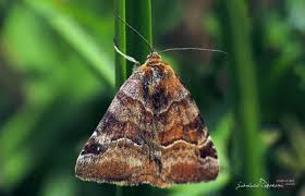 Attēlu rezultāti vaicājumam “Euclidia glyphica”