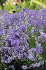 Attēlu rezultāti vaicājumam “Lavandula angustifolia”