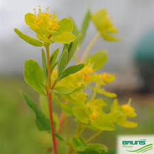Attēlu rezultāti vaicājumam “Euphorbia palustris”