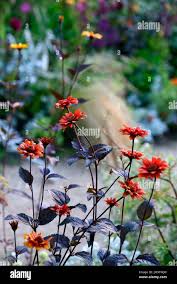 Image result for Heliopsis scabra