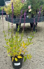 Attēlu rezultāti vaicājumam “Salvia nemorosa fruit”