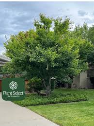 Attēlu rezultāti vaicājumam “Acer tataricum”