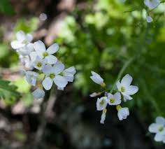 Attēlu rezultāti vaicājumam “Cardamine pratensis flower”