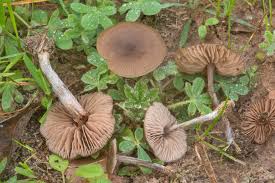 Attēlu rezultāti vaicājumam “Entoloma vernum”