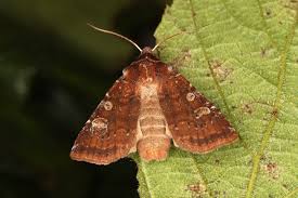 Attēlu rezultāti vaicājumam “Cerastis leucographa”