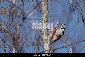 Attēlu rezultāti vaicājumam “Dendrocopos leucotos female”
