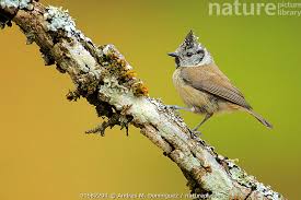 Attēlu rezultāti vaicājumam “Lophophanes cristatus”