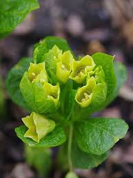 Attēlu rezultāti vaicājumam “Scopolia carniolica flower”