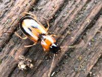 Attēlu rezultāti vaicājumam “Badister bullatus”