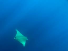 Image result for Mobula tarapacana