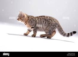 Attēlu rezultāti vaicājumam “Felis silvestris catus juvenile”