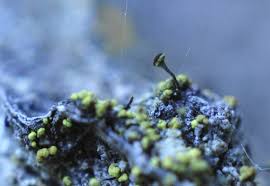 Attēlu rezultāti vaicājumam “Chaenotheca chrysocephala”