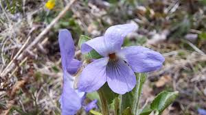 Attēlu rezultāti vaicājumam “Viola hirta”