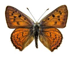 Attēlu rezultāti vaicājumam “Lycaena alciphron male”