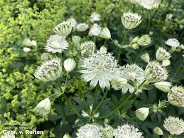 Image result for Alpendistel