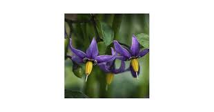 Attēlu rezultāti vaicājumam “Solanum dulcamara”