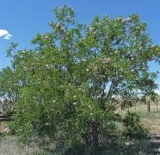 Attēlu rezultāti vaicājumam “Robinia neomexicana fruit”