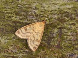 Attēlu rezultāti vaicājumam “Mecyna flavalis”