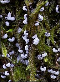 Attēlu rezultāti vaicājumam “Didymium clavus”