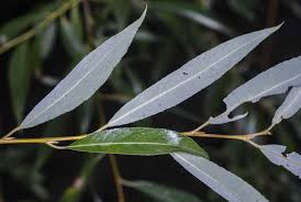 Attēlu rezultāti vaicājumam “Salix x fragilis”