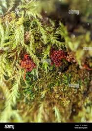 Attēlu rezultāti vaicājumam “Metatrichia vesparia”