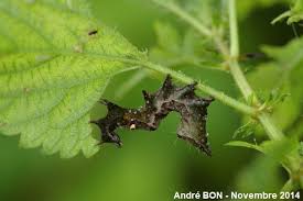 Attēlu rezultāti vaicājumam “Abrostola triplasia”