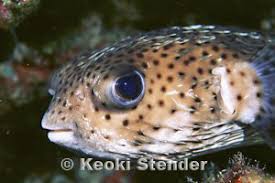 Image result for Diodon hystrix