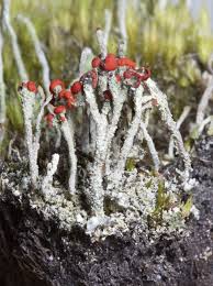 Attēlu rezultāti vaicājumam “Cladonia floerkeana”