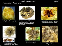 Attēlu rezultāti vaicājumam “Malvaceae”