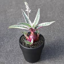 Attēlu rezultāti vaicājumam “Scardia boletella exuvia”