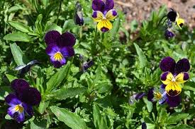Attēlu rezultāti vaicājumam “Viola tricolor”