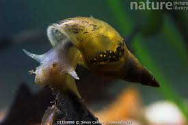 Attēlu rezultāti vaicājumam “Lymnaea stagnalis”