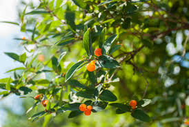 Attēlu rezultāti vaicājumam “Lonicera tatarica fruit”
