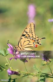 Attēlu rezultāti vaicājumam “Jalla dumosa imago”