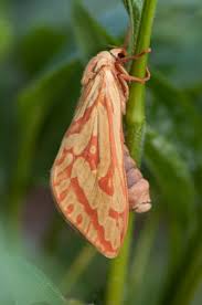 Attēlu rezultāti vaicājumam “Hepialus humuli”