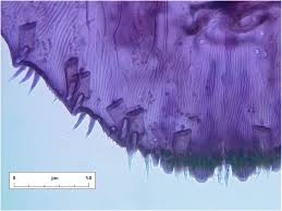 Attēlu rezultāti vaicājumam “Lepidosaphes ulmi imago”