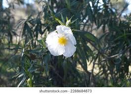 Attēlu rezultāti vaicājumam “Libanotis montana leaf”