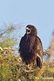 Attēlu rezultāti vaicājumam “Aquila pomarina adult”