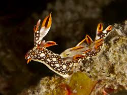 ผลการค้นหารูปภาพสำหรับ Bornella Anguilla