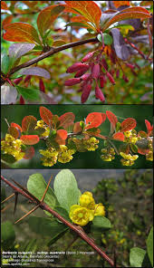 Attēlu rezultāti vaicājumam “Berberis vulgaris”