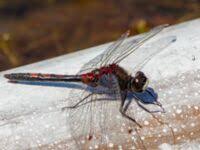 Attēlu rezultāti vaicājumam “Leucorrhinia rubicunda male”