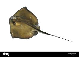 Image result for Dasyatis pastinaca