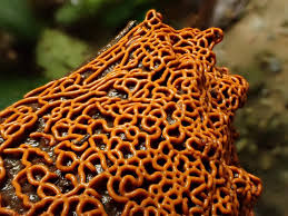 Attēlu rezultāti vaicājumam “Hemitrichia chrysospora sessile”