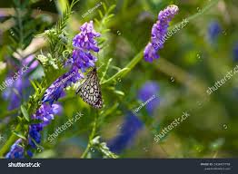 Attēlu rezultāti vaicājumam “Heteropterus morpheus underside”