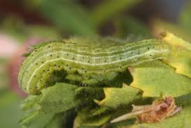 Attēlu rezultāti vaicājumam “Panolis umbra”