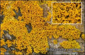 Attēlu rezultāti vaicājumam “Xanthoria candelaria”