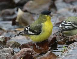 Attēlu rezultāti vaicājumam “Passeriformes”